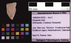 Foto (Objekt + Etiketten) von Decapoda indet. (NHMW-GEO-1990-0041-0252)